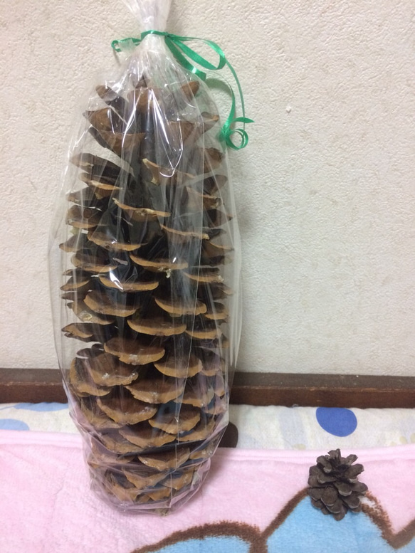 長ーい松ぼっくり・モミの木松毬 30個セット○乾燥済