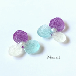 《Mami.t》  本物の紫陽花　イヤリング/ピアス 1枚目の画像