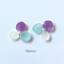 《Mami.t》  本物の紫陽花　イヤリング/ピアス 4枚目の画像