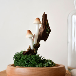 小蘑菇主題 // 手工製作 小啡蘑菇小夜燈 第6張的照片