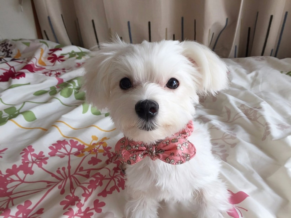 調節出来るリボンシュシュ首輪 小型犬・ネコちゃん用 ピンク花柄