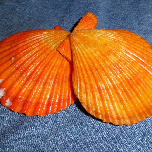カラフル貝殻オレンジ 桧扇貝(ヒオウギガイ) その他素材 Lilienthal