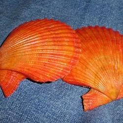 カラフル貝殻キャロットオレンジ　桧扇貝(ヒオウギガイ) 1枚目の画像