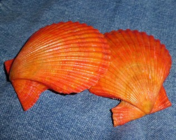 カラフル貝殻キャロットオレンジ　桧扇貝(ヒオウギガイ) 1枚目の画像