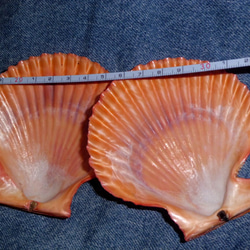カラフル貝殻キャロットオレンジ　桧扇貝(ヒオウギガイ) 2枚目の画像