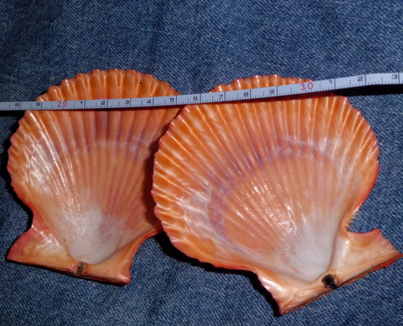 カラフル貝殻キャロットオレンジ　桧扇貝(ヒオウギガイ) 2枚目の画像
