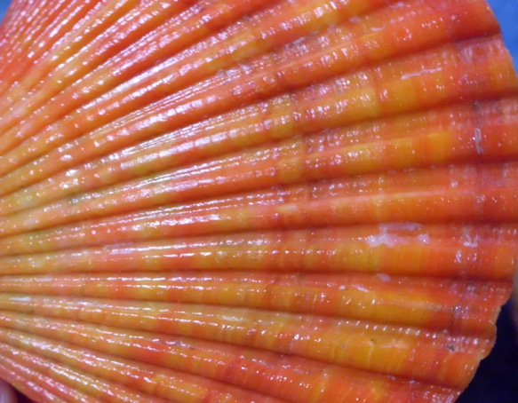 カラフル貝殻キャロットオレンジ　桧扇貝(ヒオウギガイ) 3枚目の画像