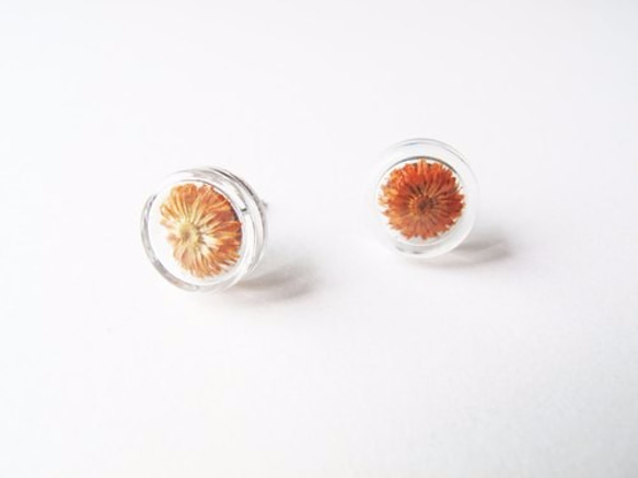 ＊Rosy Garden＊楓葉橙色小香青乾燥花圓形玻璃耳環 第1張的照片