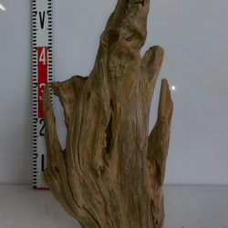 流木　（中型　R050) 2枚目の画像