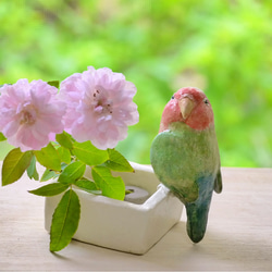 コザクラインコの四角い小物入れ（陶器の小鳥） 3枚目の画像