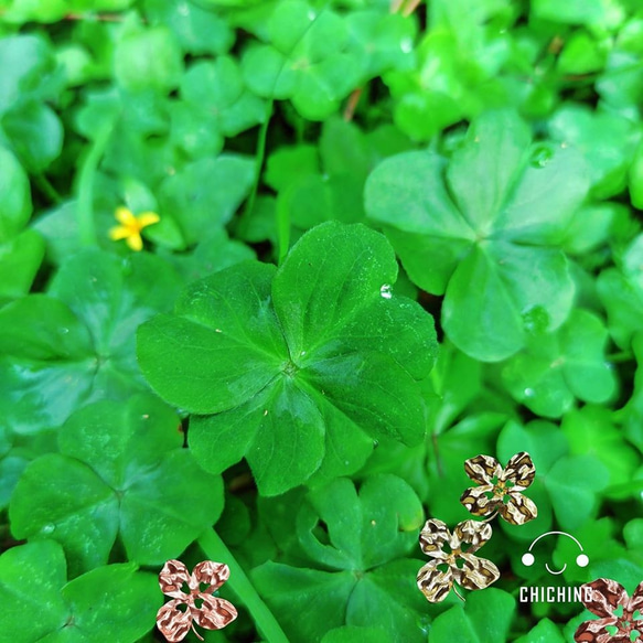 限量回饋特價款 金色夢鄉絕對幸運酢醬草耳環 Four-leaf Clover不對襯款 接單製作 第6張的照片