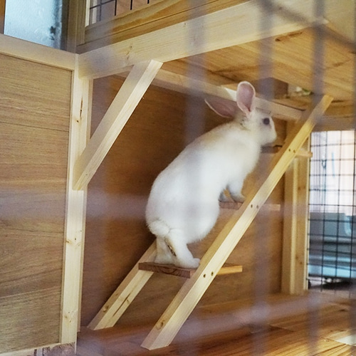 木製うさぎゲージ2階建 おもちゃ・ペット小物 soranohara 通販