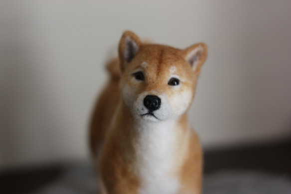 羊毛フェルトリアル 柴犬 羊毛フェルト mon＊ange ぴのこ 通販 5255537