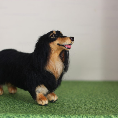 ミニチュア・ダックスフンド・ロングヘアー | Purina ダックスロングコート