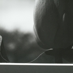 A4 美術照片 001 蓮花花蕾啞光面板飾面單色黑白照片室內照片銷售郵購 第5張的照片
