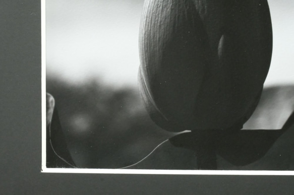 A4 ファインアート写真　001　蓮の花　蕾　マットパネル仕上　モノクロ　白黒写真　インテリアフォト　販売　通販 5枚目の画像