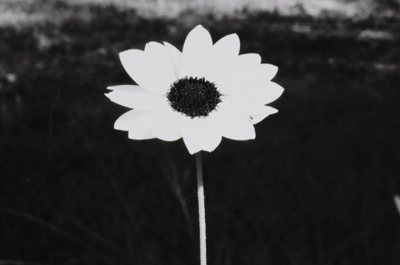 A4 美術照片 002 花卉啞光面板飾面單色黑白照片室內照片銷售郵購 第2張的照片