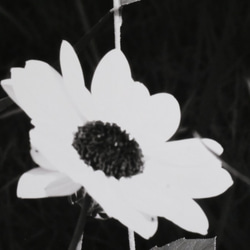 A4 美術照片 002 花卉啞光面板飾面單色黑白照片室內照片銷售郵購 第3張的照片