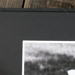 A4 美術照片 002 花卉啞光面板飾面單色黑白照片室內照片銷售郵購 第5張的照片