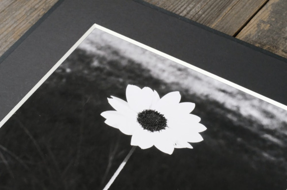 A4 美術照片 002 花卉啞光面板飾面單色黑白照片室內照片銷售郵購 第7張的照片