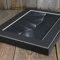 A4 美術照片 003 荷葉葉脈磨砂面板飾面單色黑白照片室內照片銷售郵購 第4張的照片