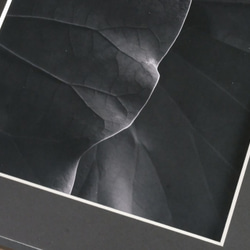 A4 美術照片 003 荷葉葉脈磨砂面板飾面單色黑白照片室內照片銷售郵購 第5張的照片