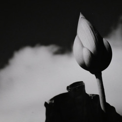 A4 美術照片 004 蓮花花蕾天空雲霧面板飾面單色黑白照片室內照片銷售郵購 第2張的照片