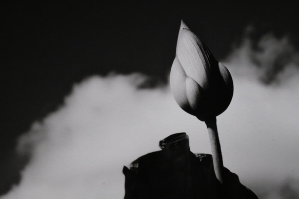 A4 美術照片 004 蓮花花蕾天空雲霧面板飾面單色黑白照片室內照片銷售郵購 第2張的照片