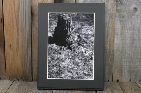 A4 美術照片 006 樹樁啞光面板飾面單色黑白照片室內照片銷售郵購 第1張的照片