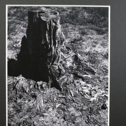 A4 美術照片 006 樹樁啞光面板飾面單色黑白照片室內照片銷售郵購 第4張的照片
