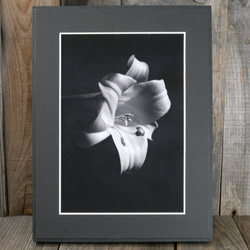 A4 美術照片 008 Yamayuri 花卉啞光面板飾面單色黑白照片室內照片銷售郵購 第1張的照片