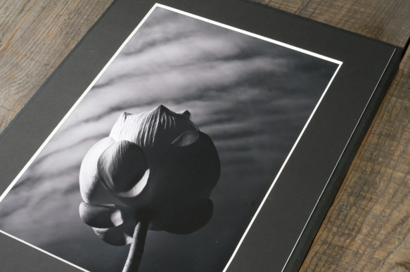 A4 ファインアート写真　012　蓮の花　蕾　空　雲　マットパネル仕上　モノクロ　白黒写真　インテリアフォト　販売　通販 6枚目の画像