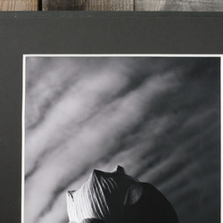 A4 ファインアート写真　012　蓮の花　蕾　空　雲　マットパネル仕上　モノクロ　白黒写真　インテリアフォト　販売　通販 8枚目の画像