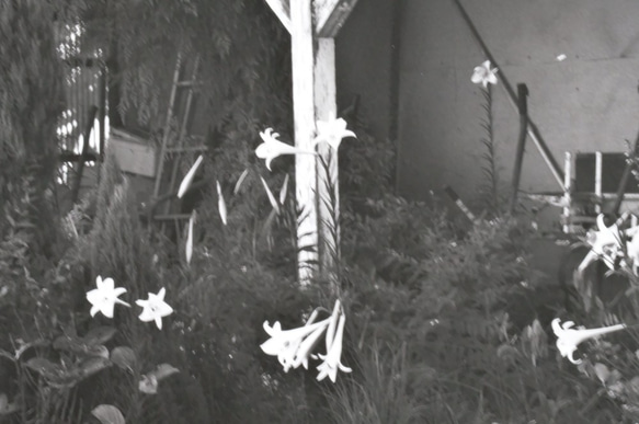 A4 美術照片 014 Yamayuri 花卉啞光面板飾面單色黑白照片室內照片銷售郵購 第2張的照片