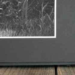 A4 美術照片 014 Yamayuri 花卉啞光面板飾面單色黑白照片室內照片銷售郵購 第3張的照片