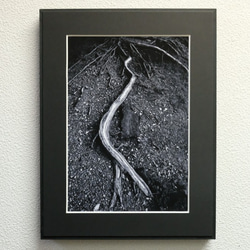 A4 美術照片 022 樹根啞光面板飾面單色黑白照片室內照片銷售郵購 第1張的照片