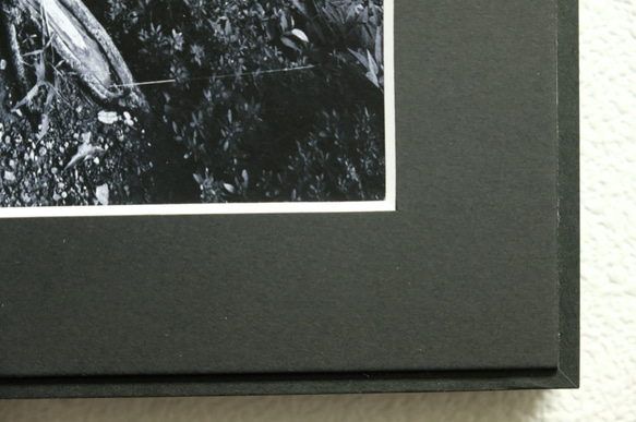 A4 美術照片 022 樹根啞光面板飾面單色黑白照片室內照片銷售郵購 第4張的照片