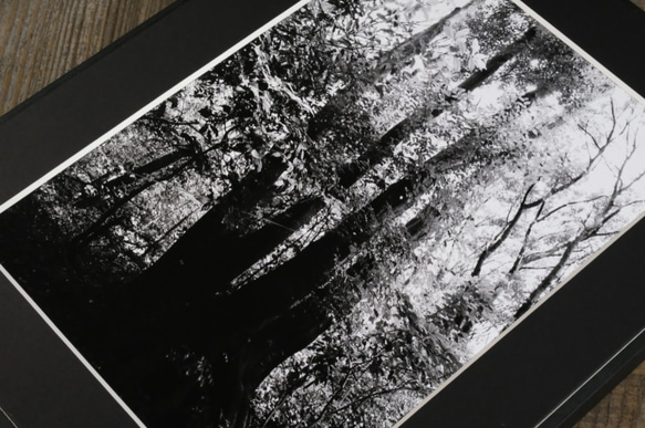 A4 ファインアート写真　024　森　樹　光　輝き　マットパネル　モノクロ　白黒　販売　通販 6枚目の画像