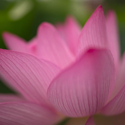 Daily Photo 0042　Lotus（清らかな心）　2Lサイズ 1枚目の画像