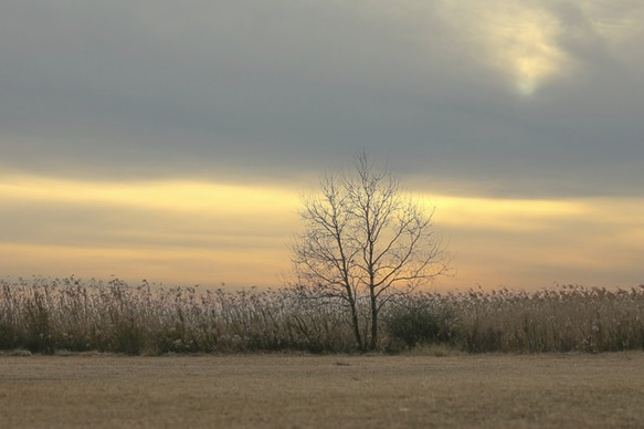 Daily Photo 0050　Lone tree　2Lサイズ 1枚目の画像