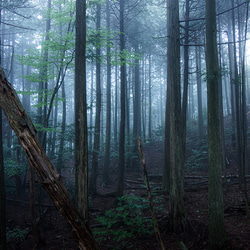 ow005夕暮れの森～ミスト（A4）オールドウッド額装写真 2枚目の画像