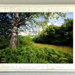 ow007白樺の大木（A4）オールドウッド額装写真 1枚目の画像