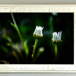 ow010ペア~白い花（A4）オールドウッド額装写真 1枚目の画像