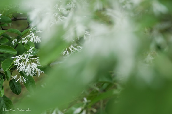 Daily Photo 0089　春　ヒトツバタゴの白い花　A4写真 1枚目の画像