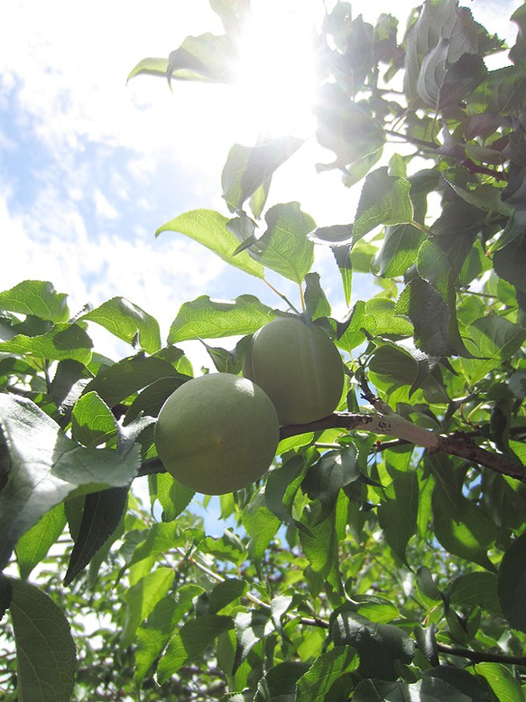 【期間限定】農家お手製ドレッシング！野菜がもりもり食べられちゃう！ 3枚目の画像