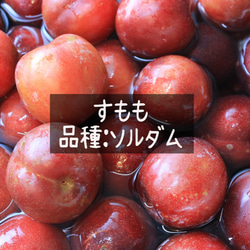 送料無料！すももジャム（ソルダム）200g 徳用パック 6枚目の画像