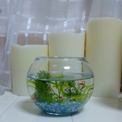 金魚鉢 丸いグラス レジン 5枚目の画像