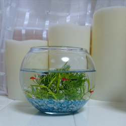 金魚鉢 丸いグラス レジン 6枚目の画像