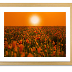 【A3サイズ】ORANGE SUN LIGHTING THE POPPY FIELD（ポピー畑を照らすオレンジの太陽） 1枚目の画像