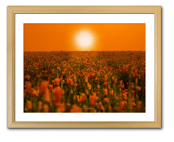 【A3サイズ】ORANGE SUN LIGHTING THE POPPY FIELD（ポピー畑を照らすオレンジの太陽） 1枚目の画像